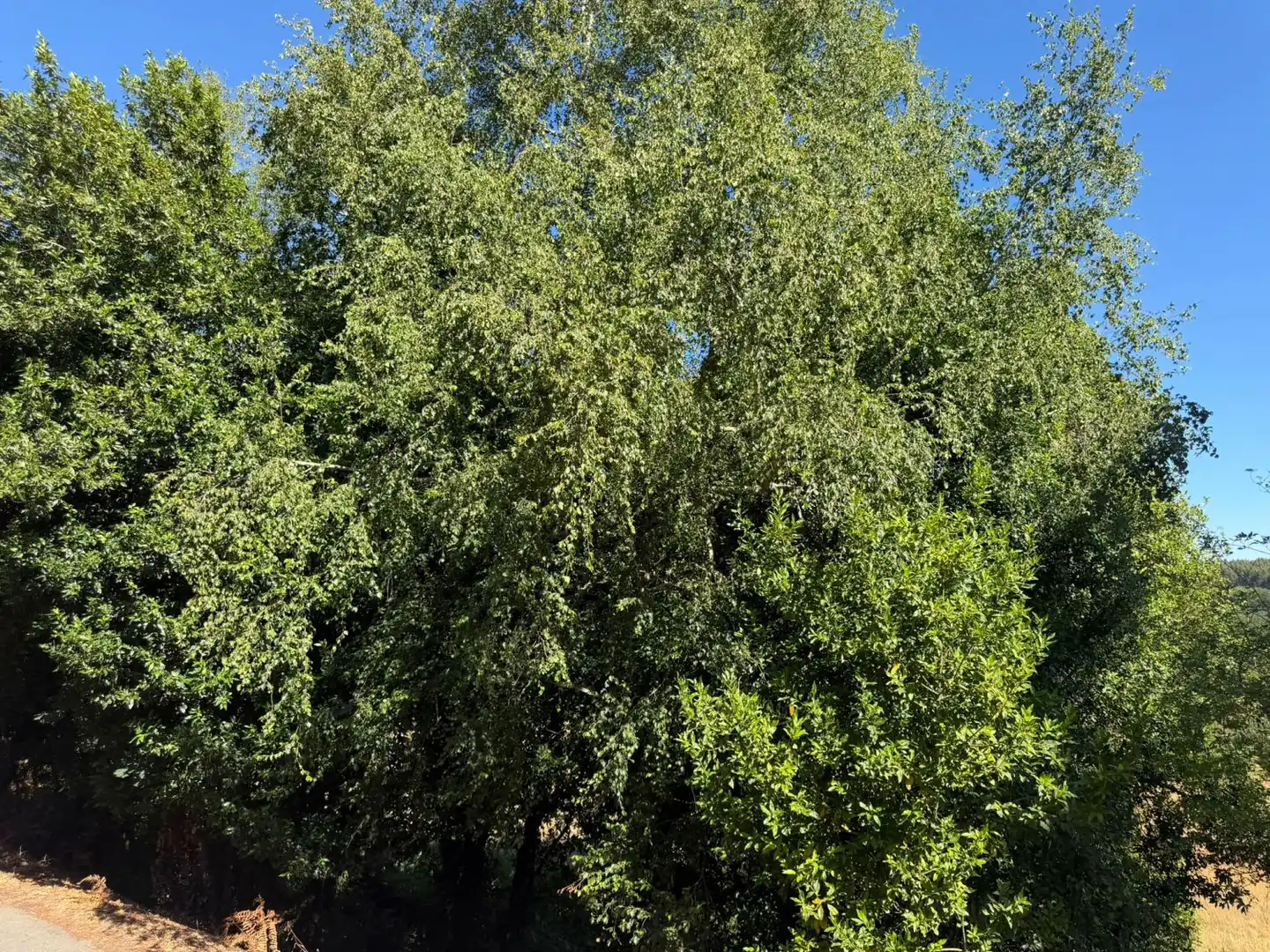 Jardín de Casa o chalet de alquiler en A Laracha   con Calefacción, Terraza y Trastero