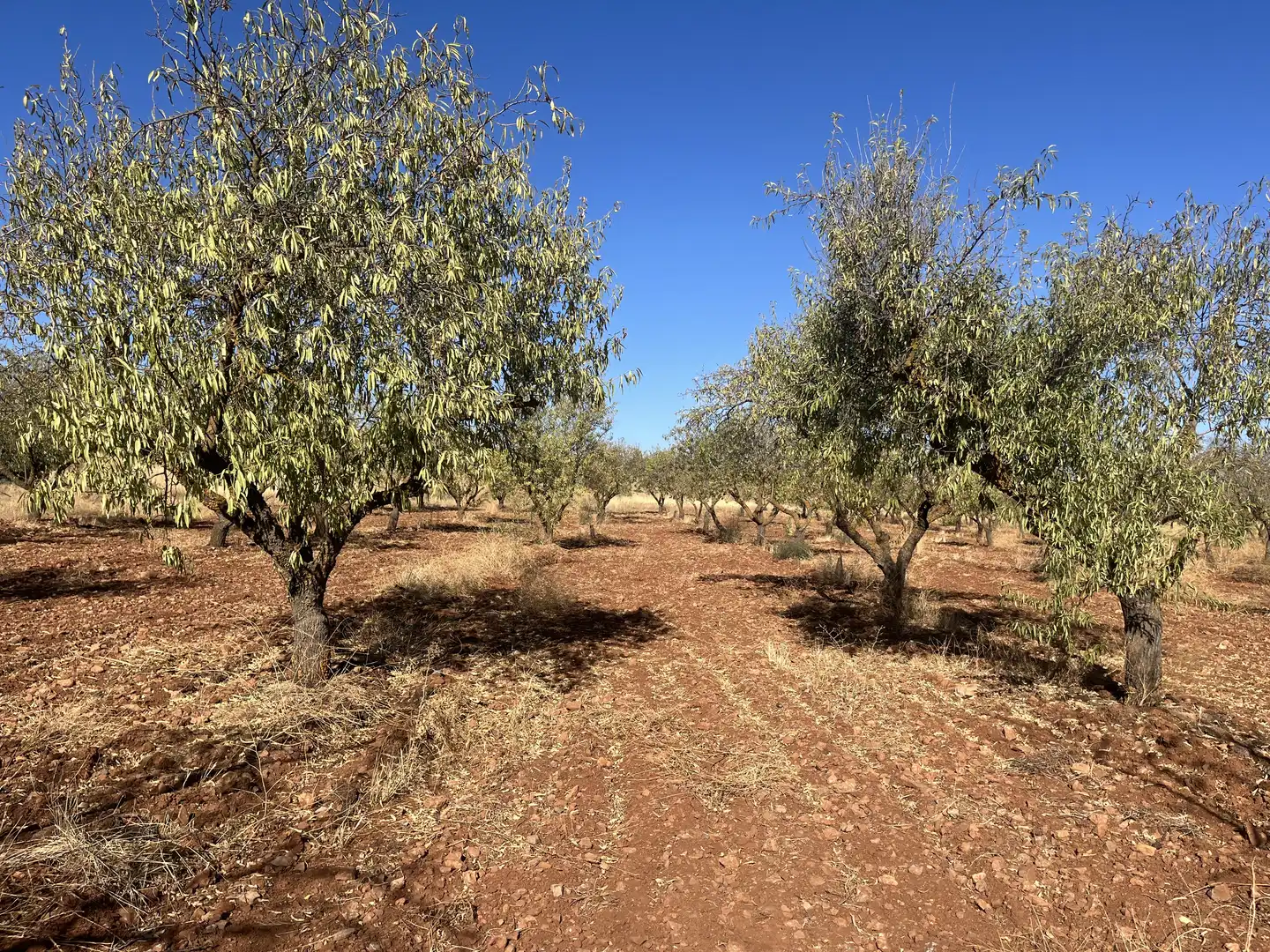 Rustikales Grundstück zum Verkauf in Avenida de Andalucía