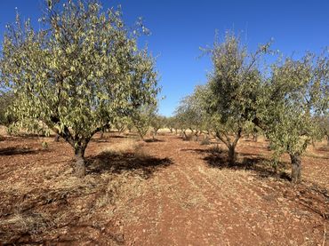 Terreno rustico in vendita a Avenida de Andalucía