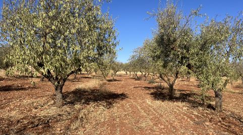 Finca de almendros en Padul