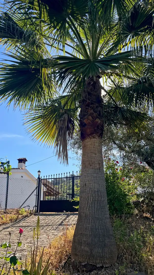 Vista exterior de Finca rústica en venda en Málaga amb Aire condicionat, Traster i Piscina