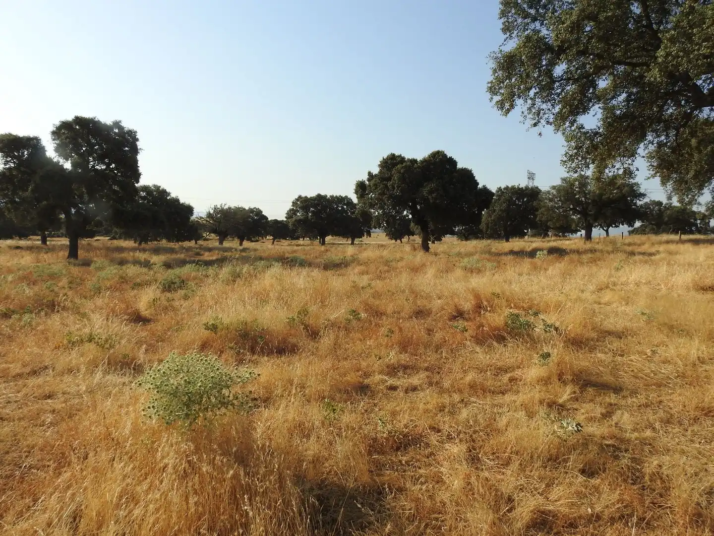 Land for sale in Villar del Pedroso