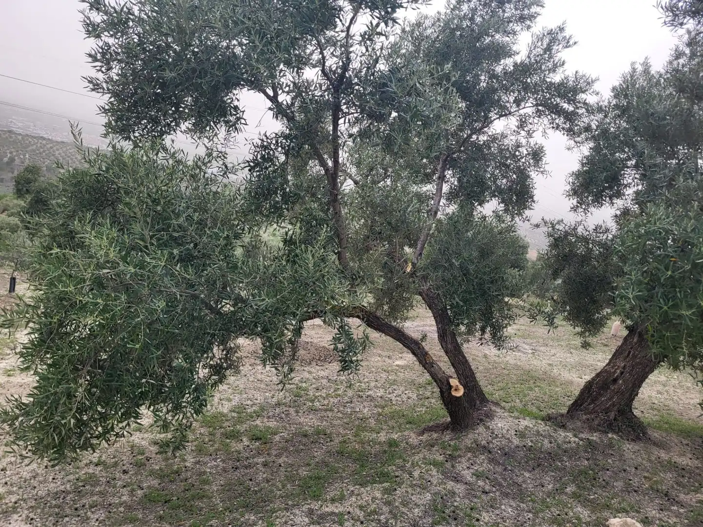 Rustikales Grundstück zum Verkauf in Güevéjar, imagen 6