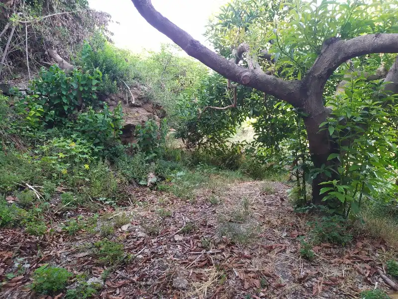 Rural land for sale in Calle de la Molineta 25, imagen 10