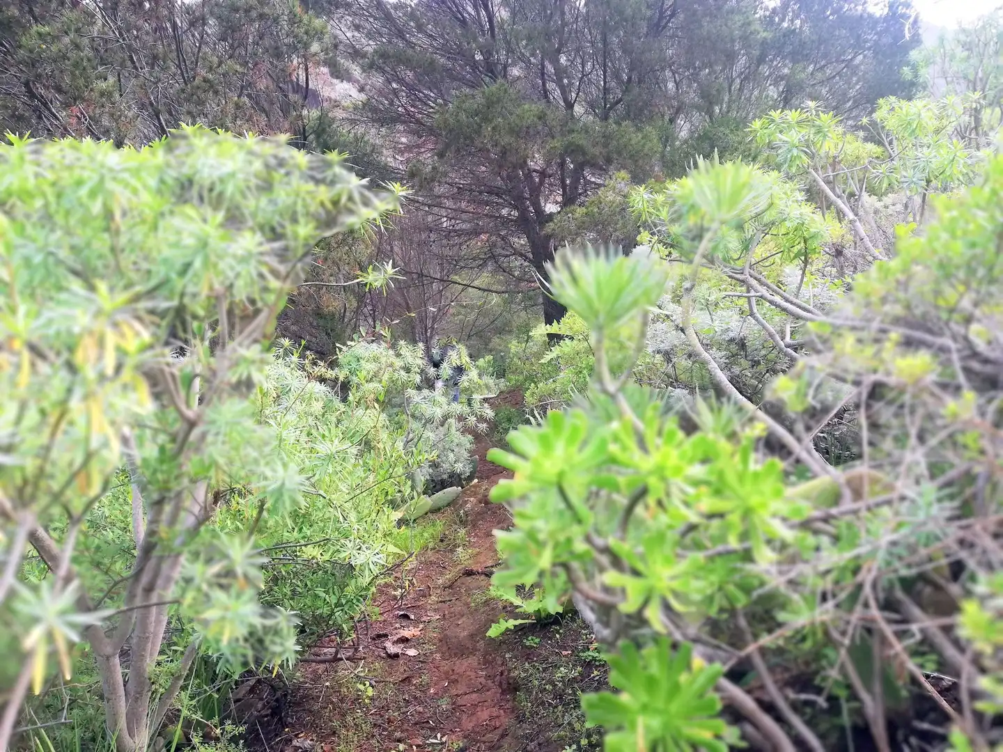 Terreno en venta en Isogue, polígono 7, parcela 39, 1, Punta del Hidalgo