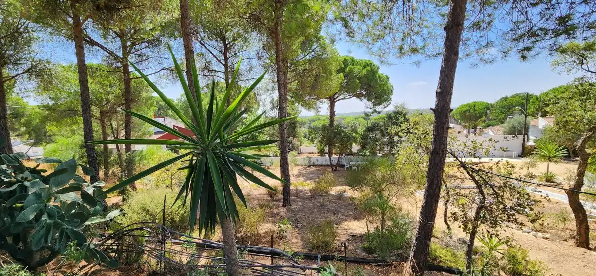 Jardín de Finca rústica en venta en Valverde del Camino