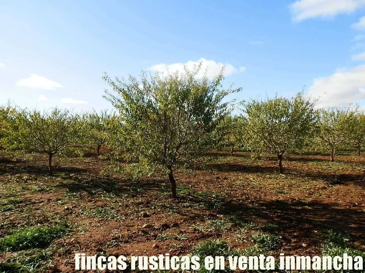 Terreno rústico en venta en Tomelloso, imagen 12