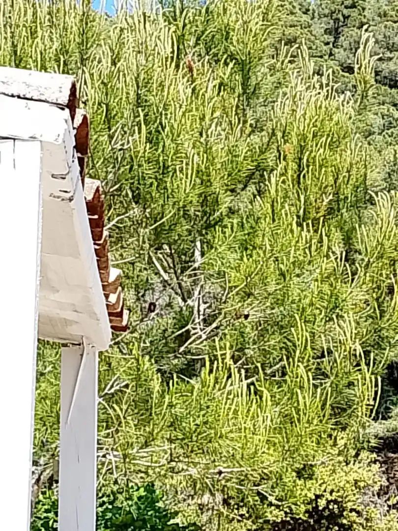 Terreni e lotti in affitto a Vilaplana, imagen 33