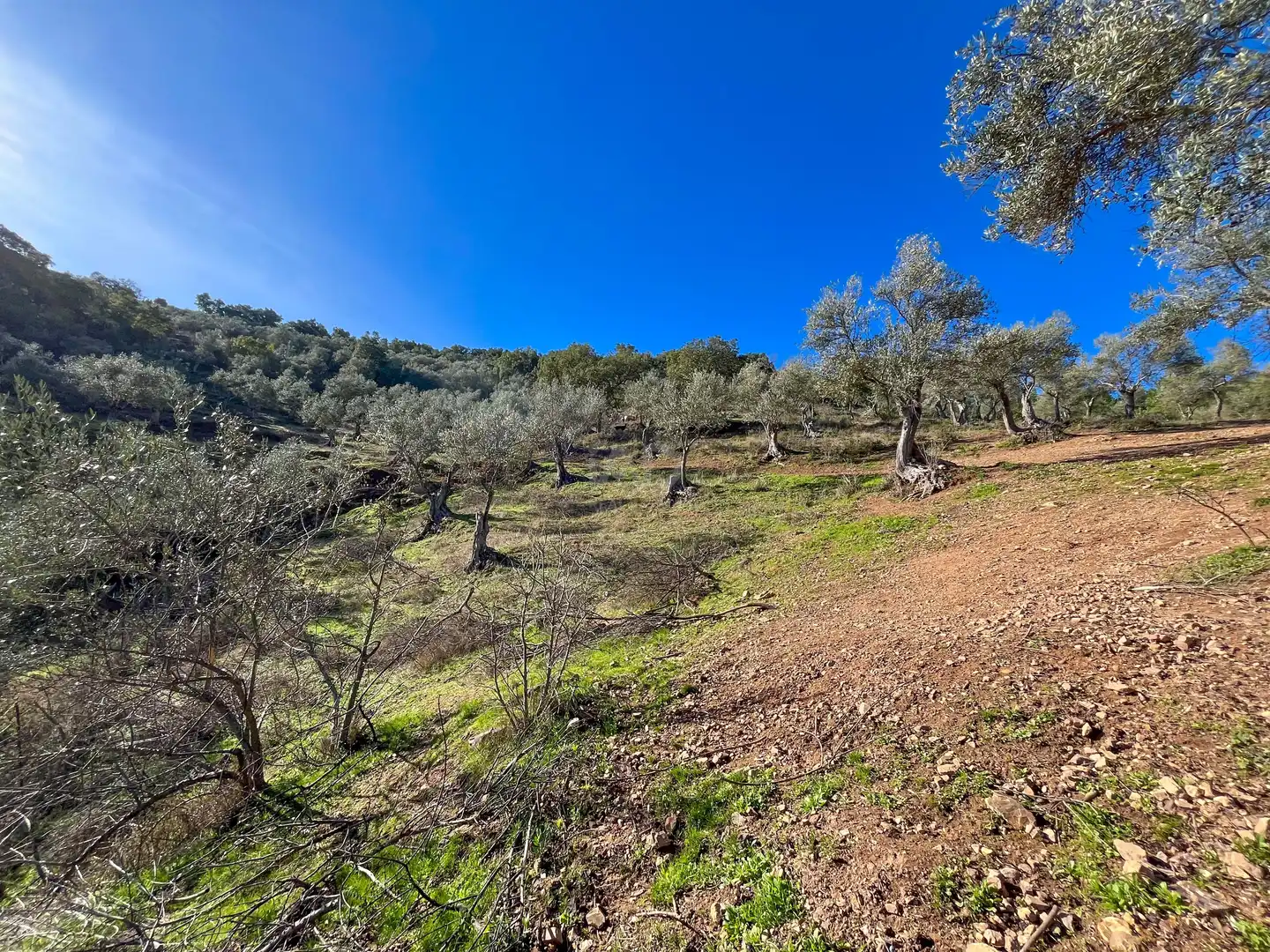 Terreno en venta en La Nava