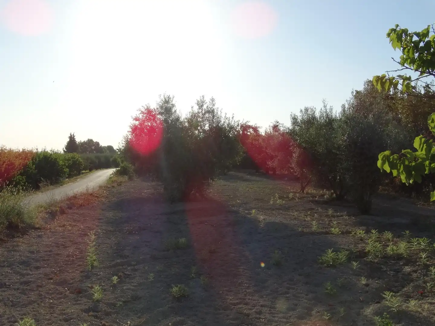 Terreny rústic en venda a Moratalla, imagen 10