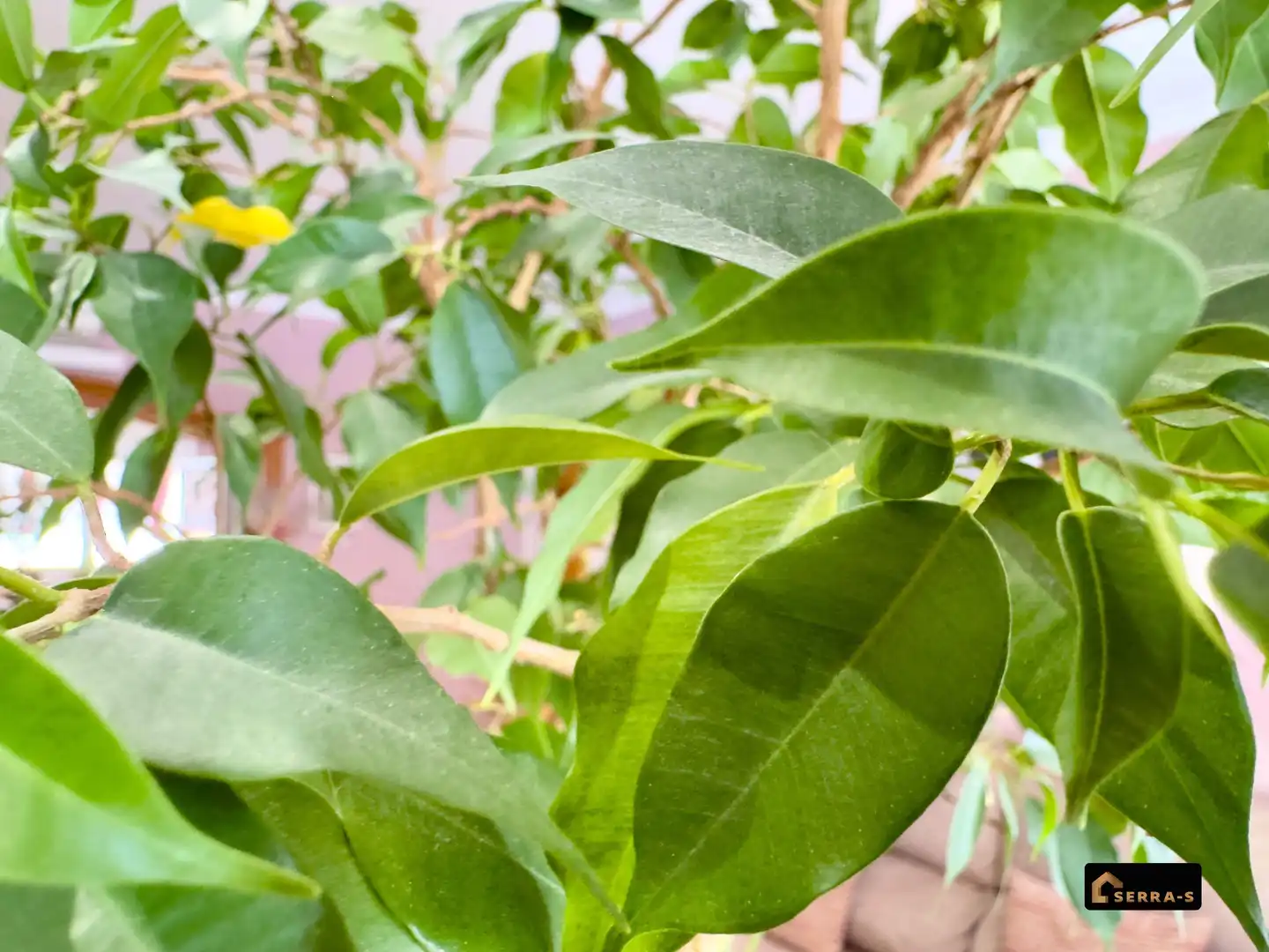 Garten von Wohnung zum Verkauf in Malgrat de Mar mit Klimaanlage und Balkon