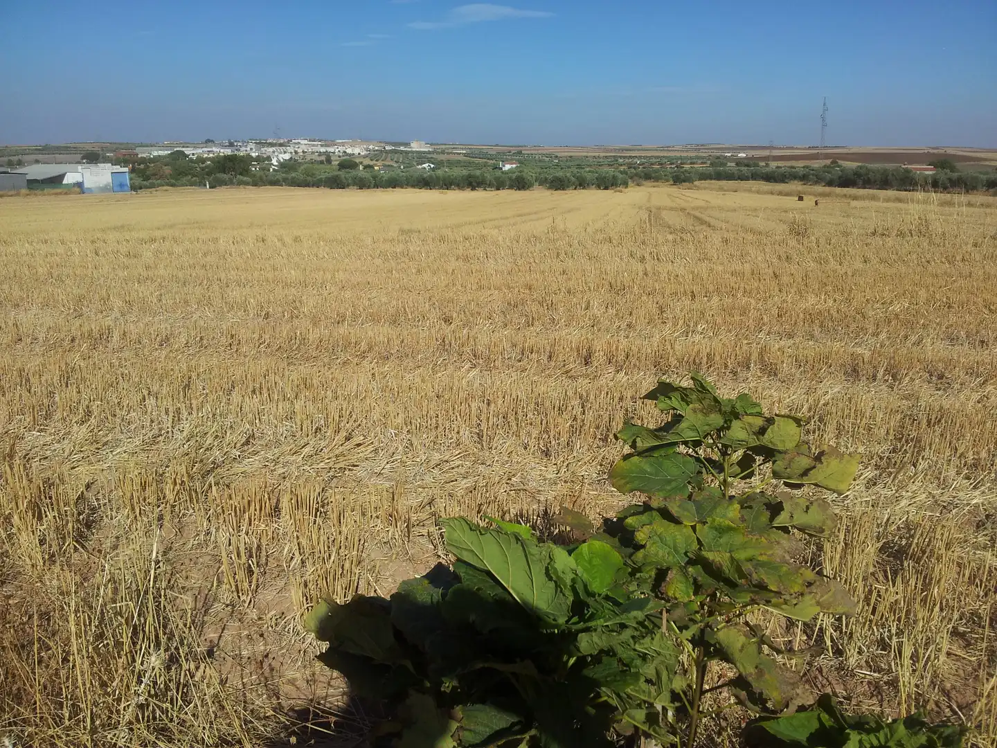Terreni e lotti in vendita a Don Benito, imagen 2