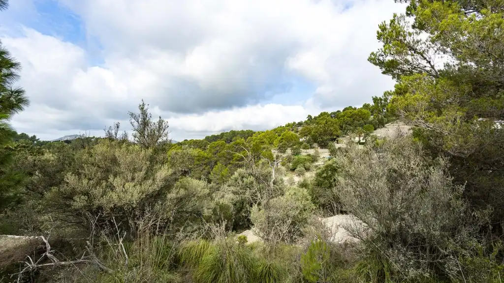 Rural land for sale in Puigpunyent, imagen 3