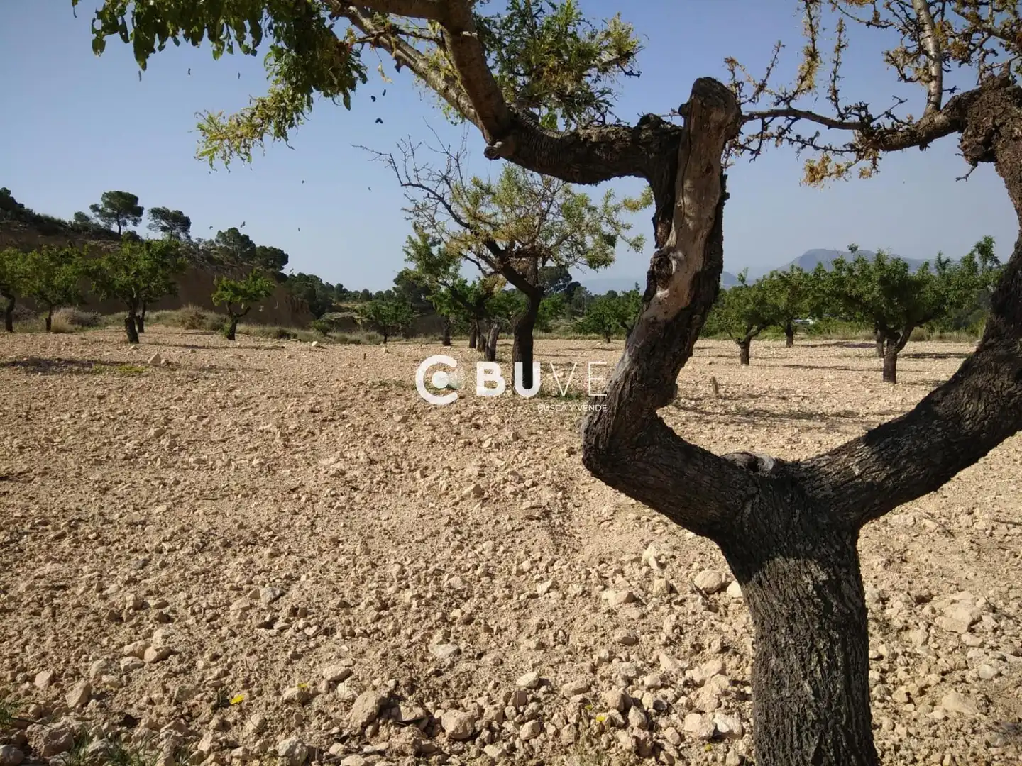 Rural land for sale in 22 Parcela 5 Cantalar, imagen 2