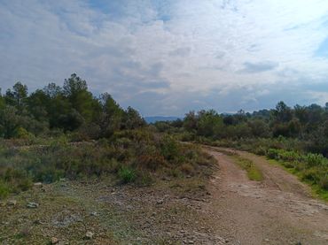 Terreni e lotti in vendita a Ginestar