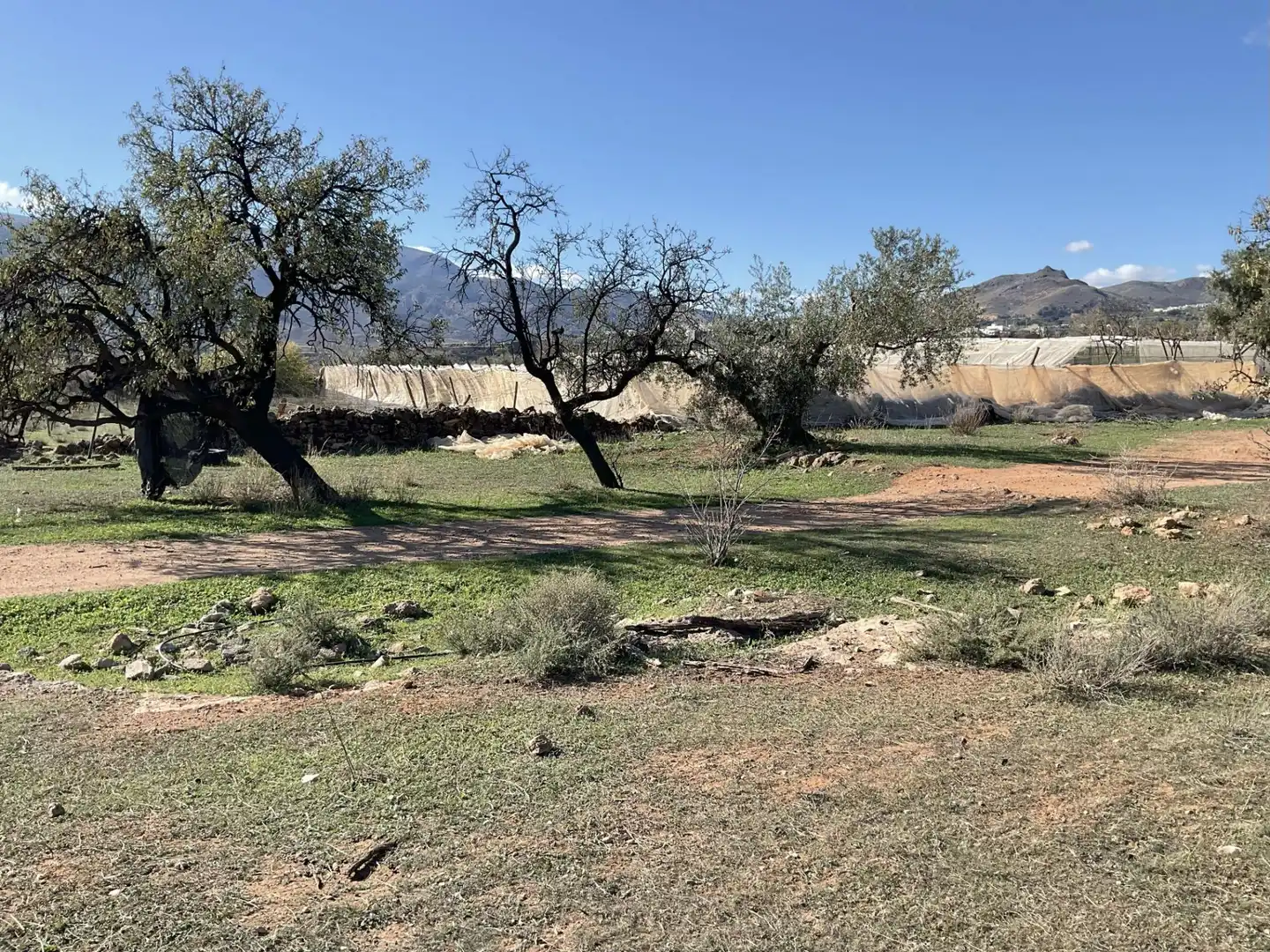 Land for sale in Padules