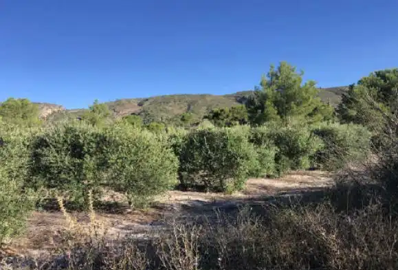 Land for sale in Mogente / Moixent