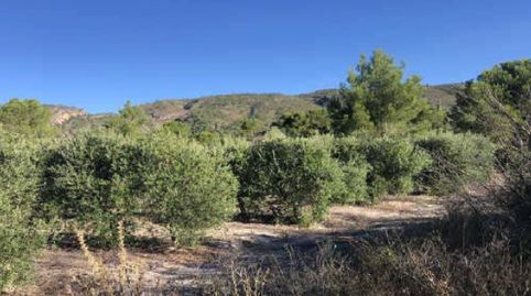 Foto 3 von Grundstücke zum Verkauf in Avda. de Moixent, 15, Mogente / Moixent, Valencia