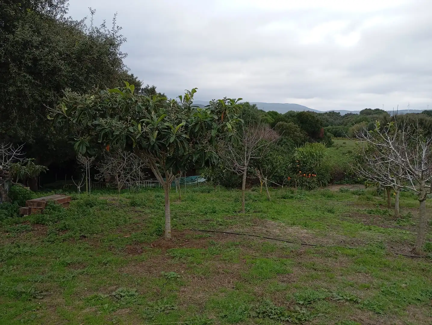 Finca rústica en venda en Los Barrios amb Jardí privat i Moblat
