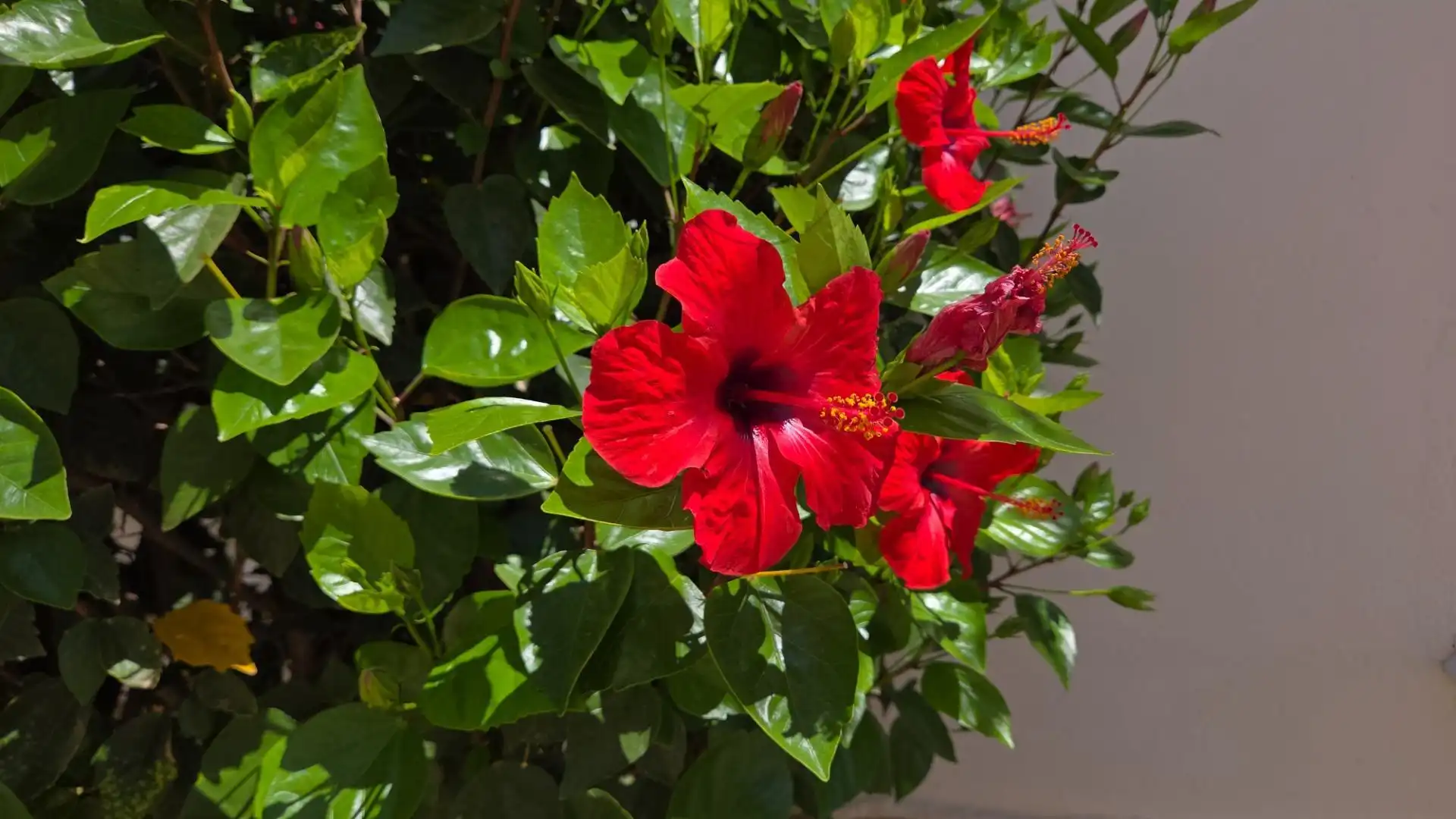 Jardí de Apartament en venda en Mojácar amb Aire condicionat, Calefacció i Terrassa