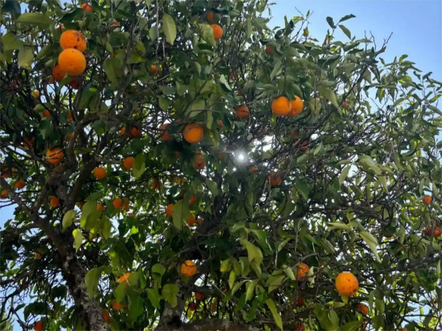 Jardí de Finca rústica en venda en Madroñera amb Jardí privat, Piscina i Moblat