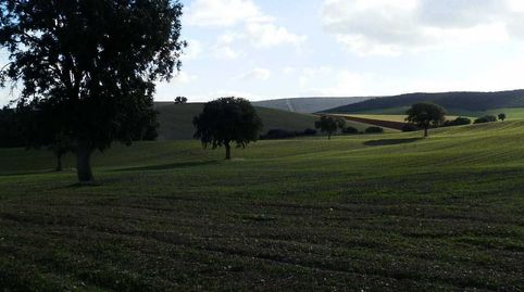 finca en venta labor secano en Ciudad Real, immagine 5