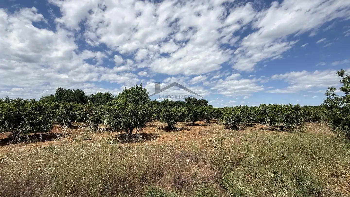 Land for sale in Rafelguaraf