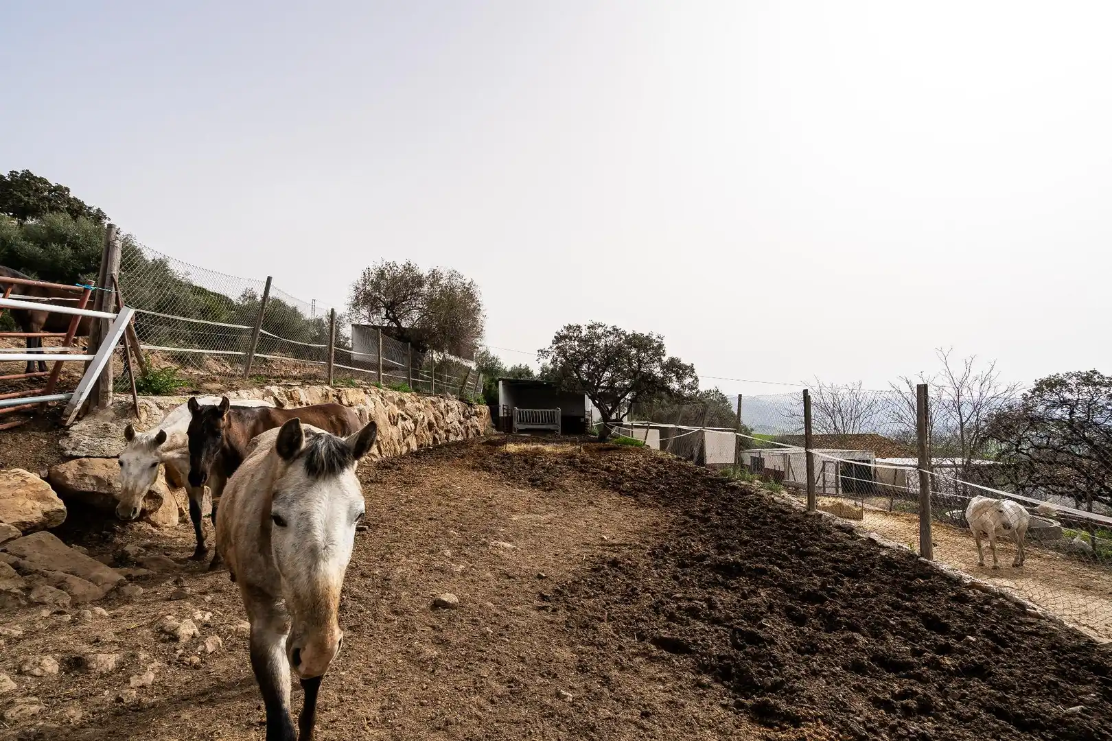 Vista exterior de Finca rústica en venta en Villanueva de la Concepción con Terraza, Piscina y Amueblado