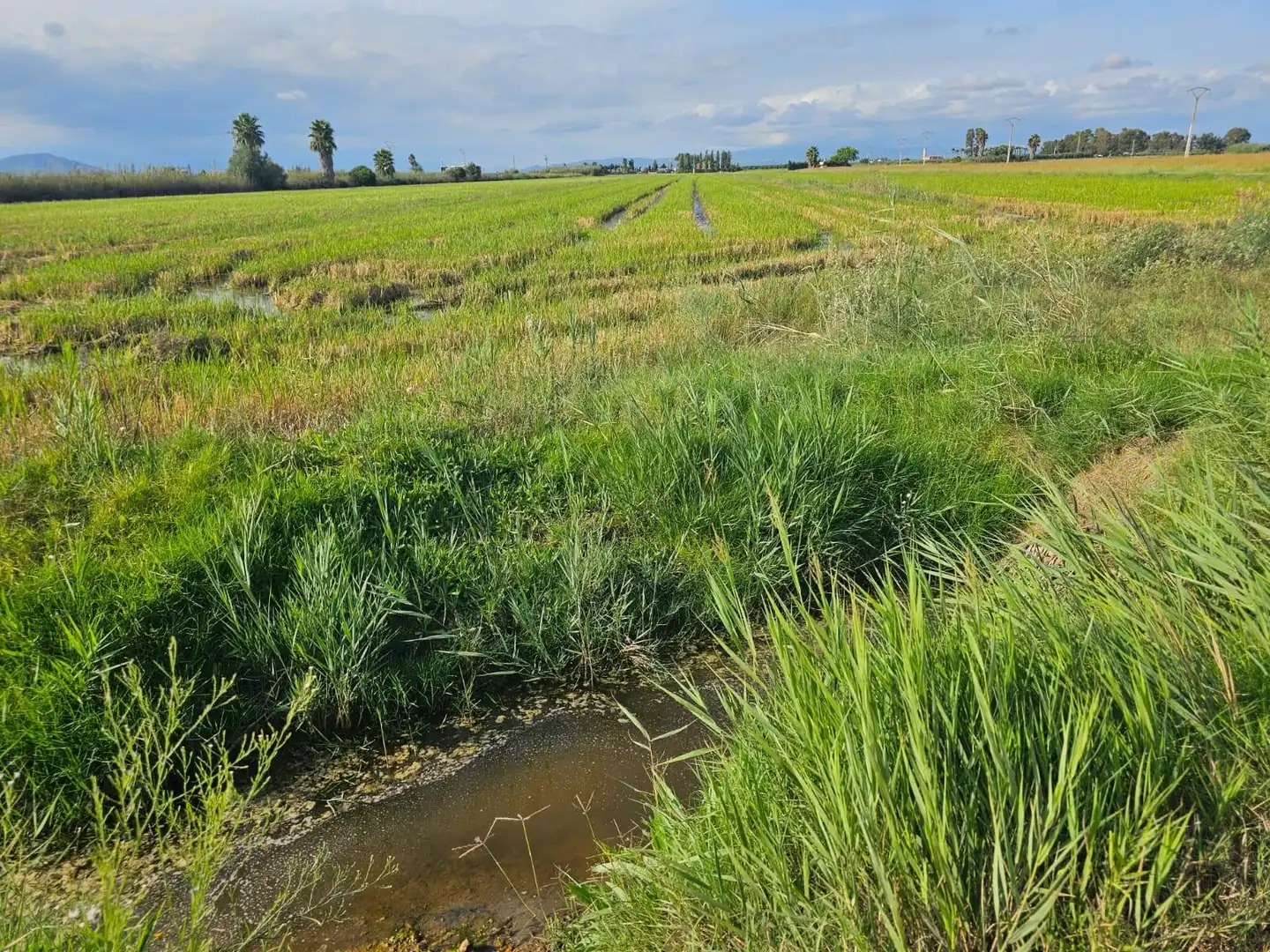 Rustikales Grundstück zum Verkauf in Nord, imagen 2