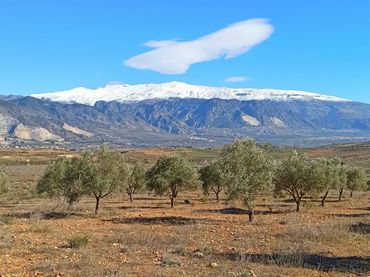 Terreno rustico in vendita a Padul