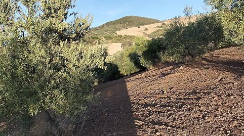 Foto 2 de Finca rústica en venta en Algodonales, Cádiz