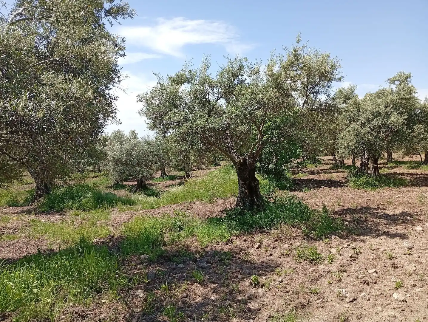 Terreni e lotti in vendita a Villanueva de la Vera, imagen 64