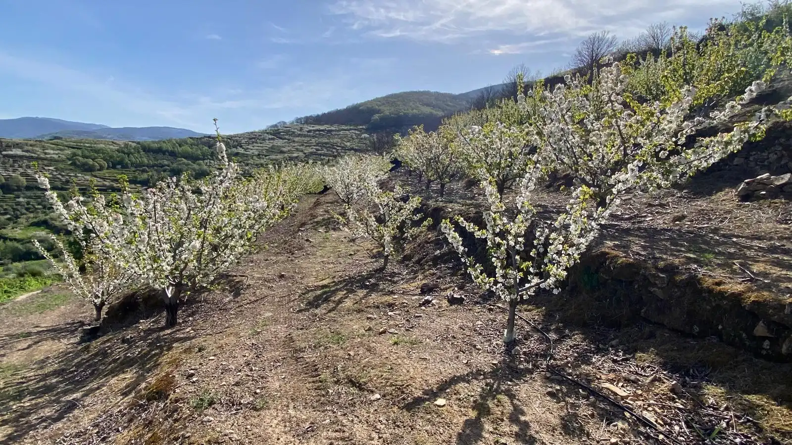 Terreni e lotti in vendita a Casas del Castañar, imagen 2