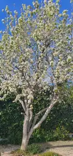 Jardín de Finca rústica en venta en Osera de Ebro con Calefacción, Terraza y Amueblado