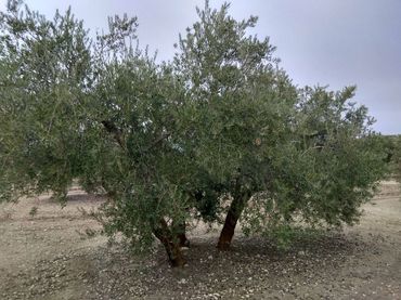 Terreno rustico in vendita a Baena