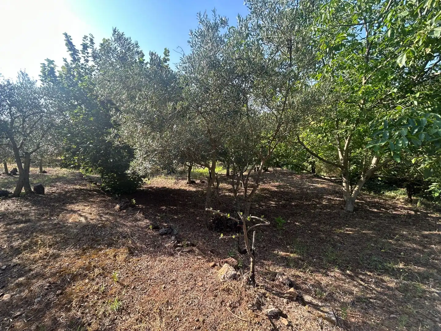 Rural land for sale in Torre de Don Miguel, imagen 3