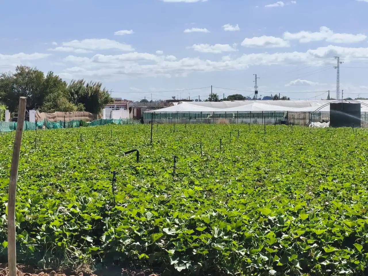 Lands and plots for sale in Camino de la Jara, imagen 4