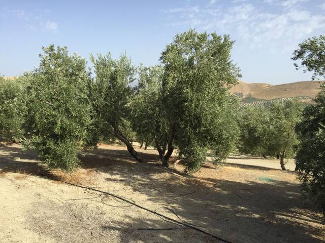 Terreno en Venta en Jódar