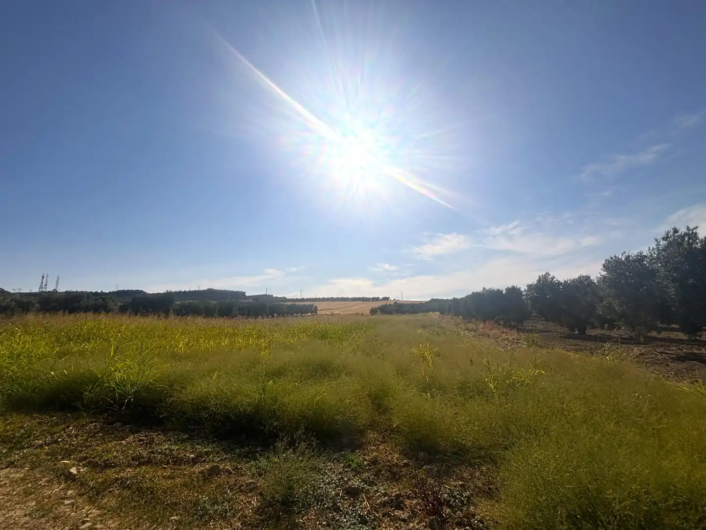 Rural land for sale in Valencina de la Concepción, imagen 7