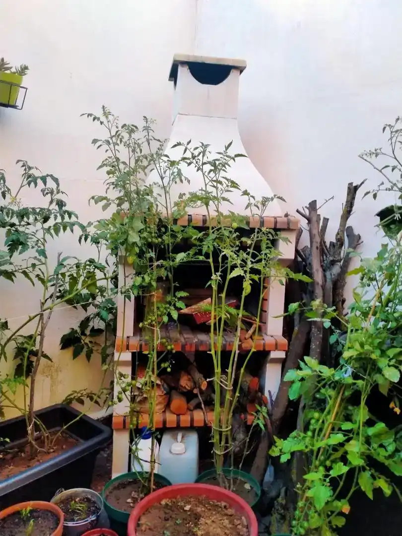 Jardín de Casa o chalet en venta en Malagón