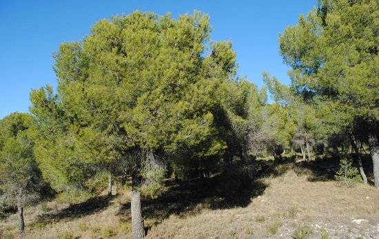 Terreno en Venta en N/A, -1 en Mula