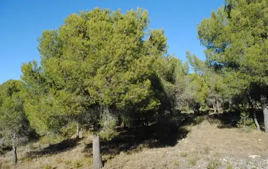 Grundstücke und Bauplätze zum Verkauf in Ricote