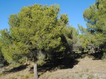 Rustikales Grundstück zum Verkauf in Ricote