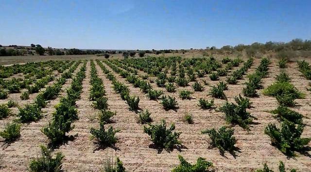 Terreno residencial en Venta en Sector 8, POLIG en La Dehesa - El Pinar