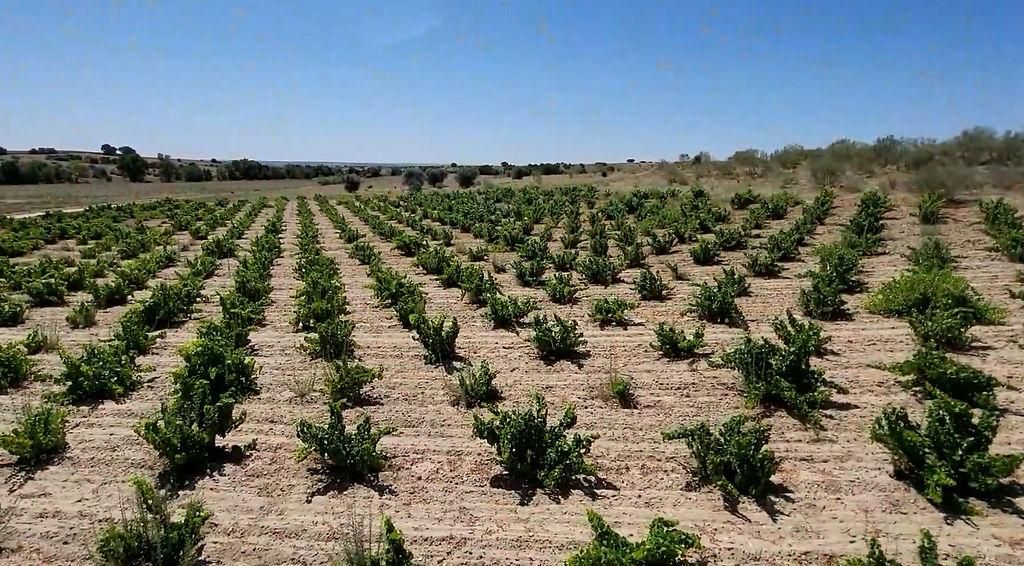 Residencial en venda a Sector 8, La Dehesa - El Pinar