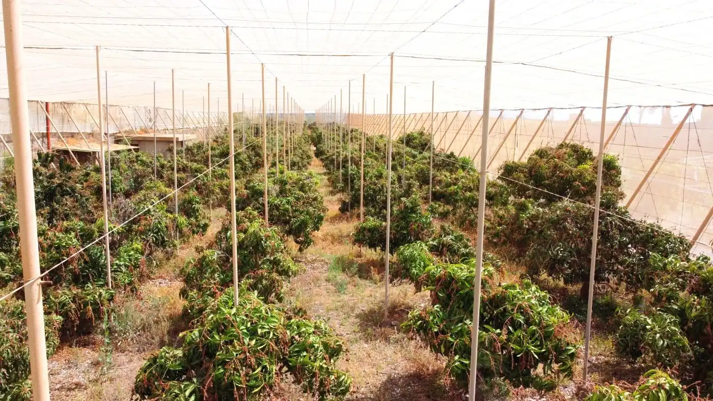 Garten von Grundstücke zum Verkauf in Güímar