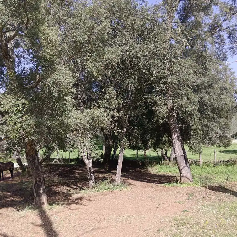 Finca rústica en venta en Cortelazor