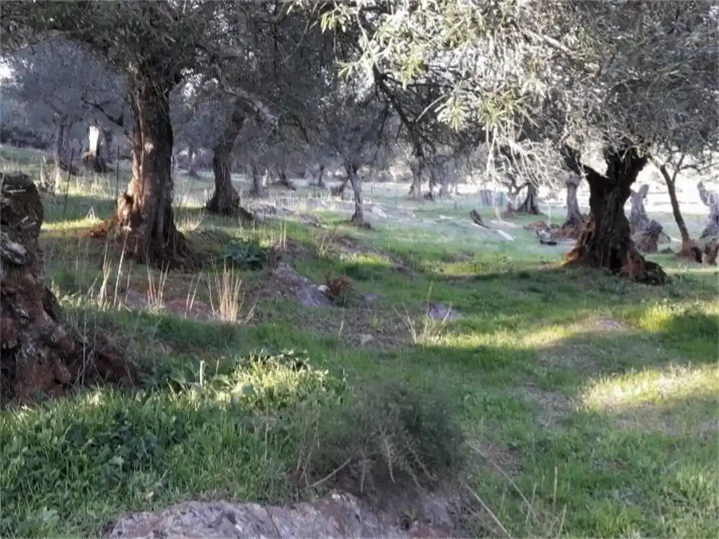Finca rústica en venda en Higuera la Real