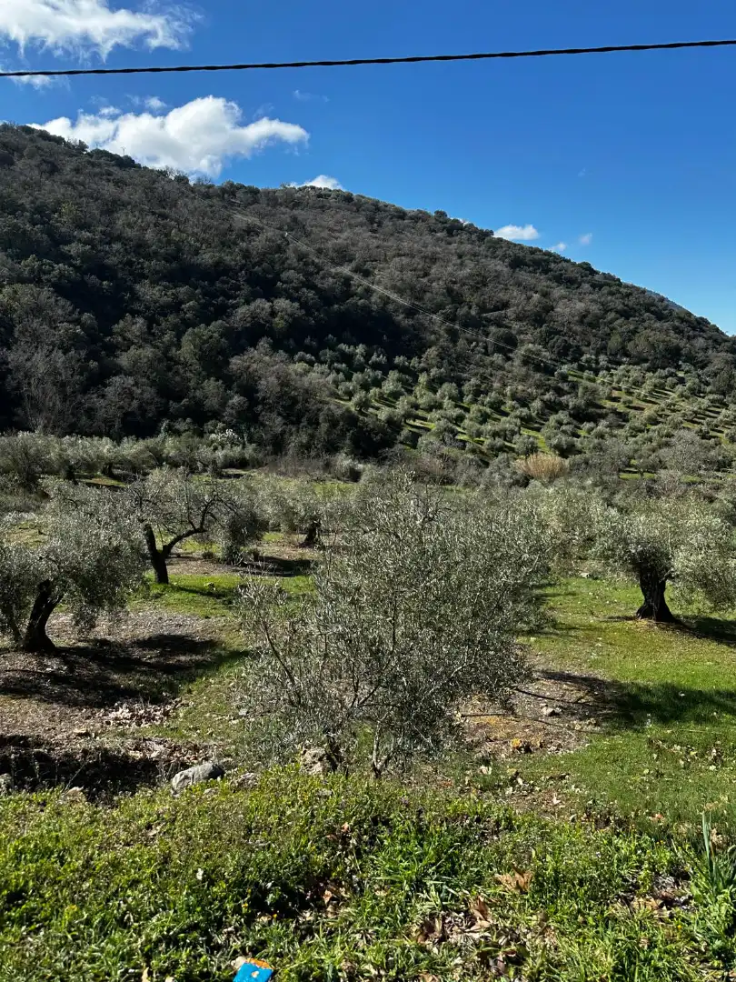 Jardí de Finca rústica en venda en Valdepeñas de Jaén