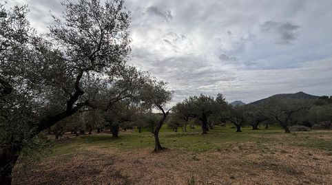 FINCA DE OLIVOS CON CASITA, imatge 4